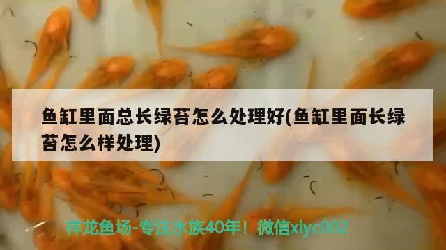 鸚鵡和龍魚水溫多少合適（鸚鵡魚和銀龍魚水溫多少合適）（鸚鵡魚和銀龍魚水溫多少合適）