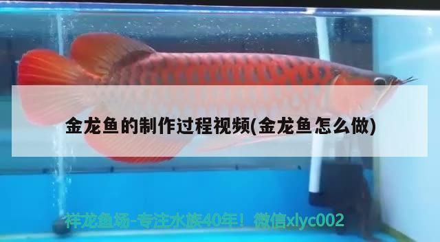 杜集龍魚有官方網站嗎？（杜集龍魚是什么？）