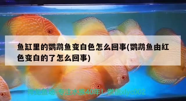 鸚鵡和龍魚水溫多少合適（鸚鵡魚和銀龍魚水溫多少合適）（鸚鵡魚和銀龍魚水溫多少合適）