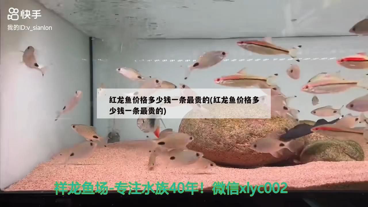 紅龍魚價格多少錢一條最貴的(紅龍魚價格多少錢一條最貴的)（世界上最貴的觀賞魚是血紅龍魚）