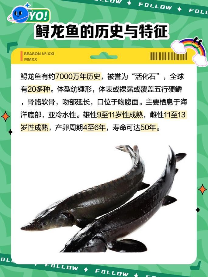 鱘龍魚的不同品種圖片（鱘魚的不同品種圖片） 鱘龍魚的不同品種圖片（鱘魚的不同品種圖片） 龍魚百科 第4張