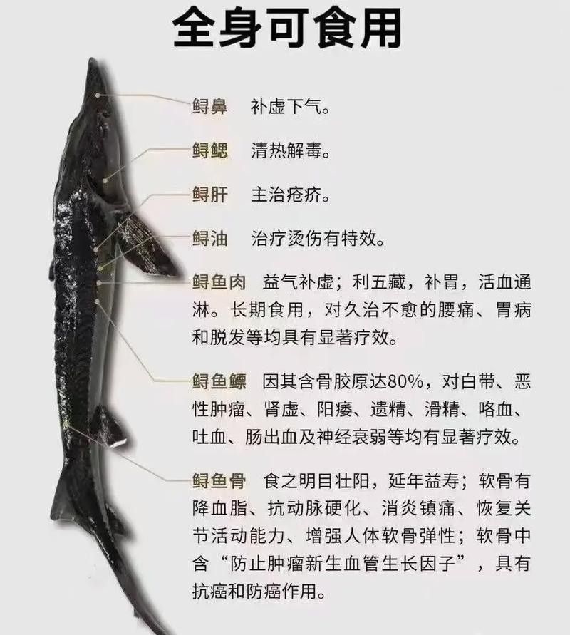 鱘龍魚的不同品種圖片（鱘魚的不同品種圖片） 鱘龍魚的不同品種圖片（鱘魚的不同品種圖片） 龍魚百科 第9張