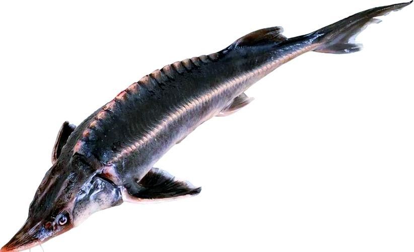 鱘龍魚的不同品種圖片（鱘魚的不同品種圖片） 鱘龍魚的不同品種圖片（鱘魚的不同品種圖片） 龍魚百科 第19張