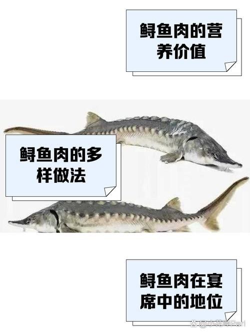 鱘龍魚的不同品種圖片（鱘魚的不同品種圖片） 鱘龍魚的不同品種圖片（鱘魚的不同品種圖片） 龍魚百科 第12張