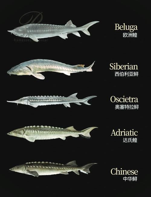 鱘龍魚的不同品種圖片（鱘魚的不同品種圖片） 鱘龍魚的不同品種圖片（鱘魚的不同品種圖片） 龍魚百科 第24張