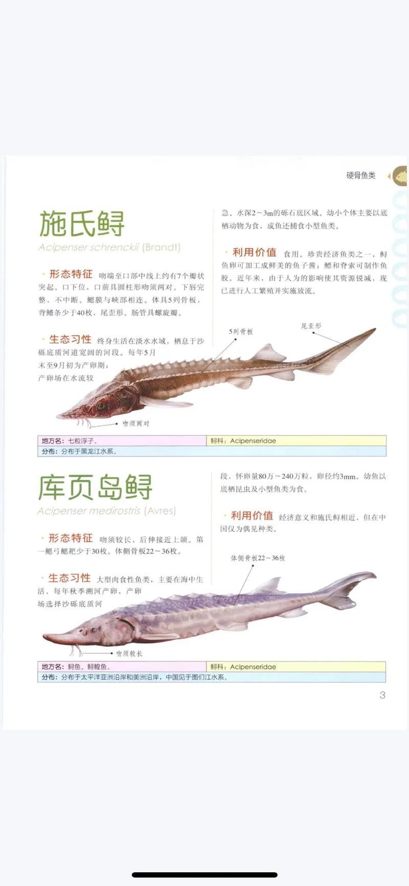 鱘龍魚的不同品種圖片（鱘魚的不同品種圖片） 鱘龍魚的不同品種圖片（鱘魚的不同品種圖片） 龍魚百科 第22張