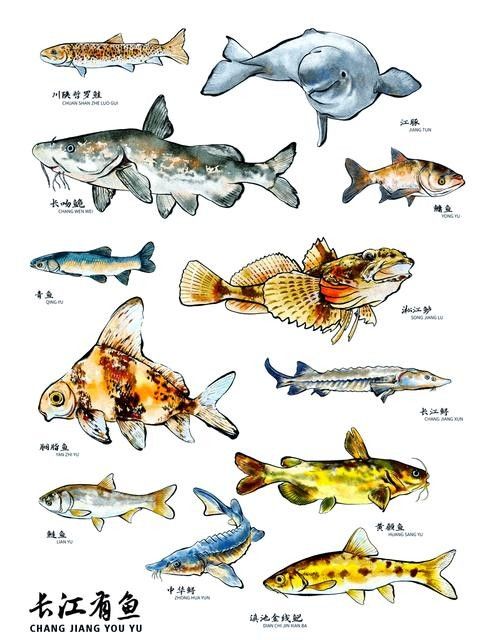 鱘龍魚的不同品種圖片（鱘魚的不同品種圖片） 鱘龍魚的不同品種圖片（鱘魚的不同品種圖片） 龍魚百科 第35張
