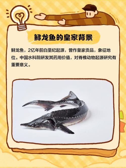 鱘龍魚的不同品種圖片（鱘魚的不同品種圖片） 鱘龍魚的不同品種圖片（鱘魚的不同品種圖片） 龍魚百科 第20張