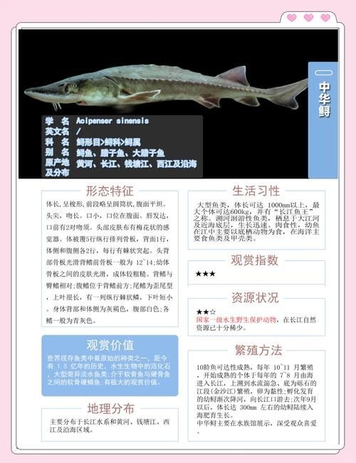 鱘龍魚的不同品種圖片（鱘魚的不同品種圖片） 鱘龍魚的不同品種圖片（鱘魚的不同品種圖片） 龍魚百科 第21張