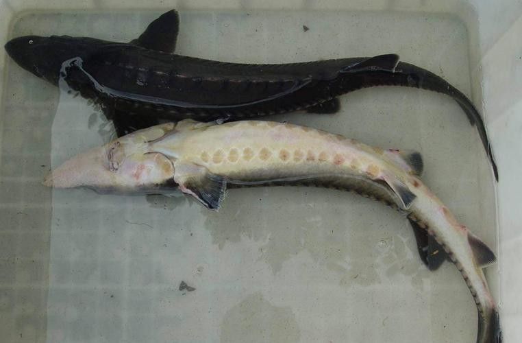 鱘龍魚的不同品種圖片（鱘魚的不同品種圖片） 鱘龍魚的不同品種圖片（鱘魚的不同品種圖片） 龍魚百科 第25張