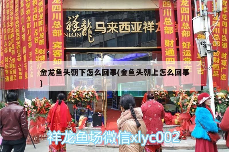金龍魚頭朝下怎么回事(金魚頭朝上怎么回事)（金龍魚頭朝下怎么回事）