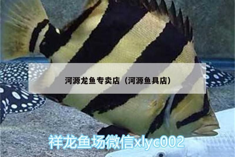 河源龍魚專賣店（河源魚具店）（廣州河源龍魚專賣店，河源龍魚專賣店可以當面看魚）