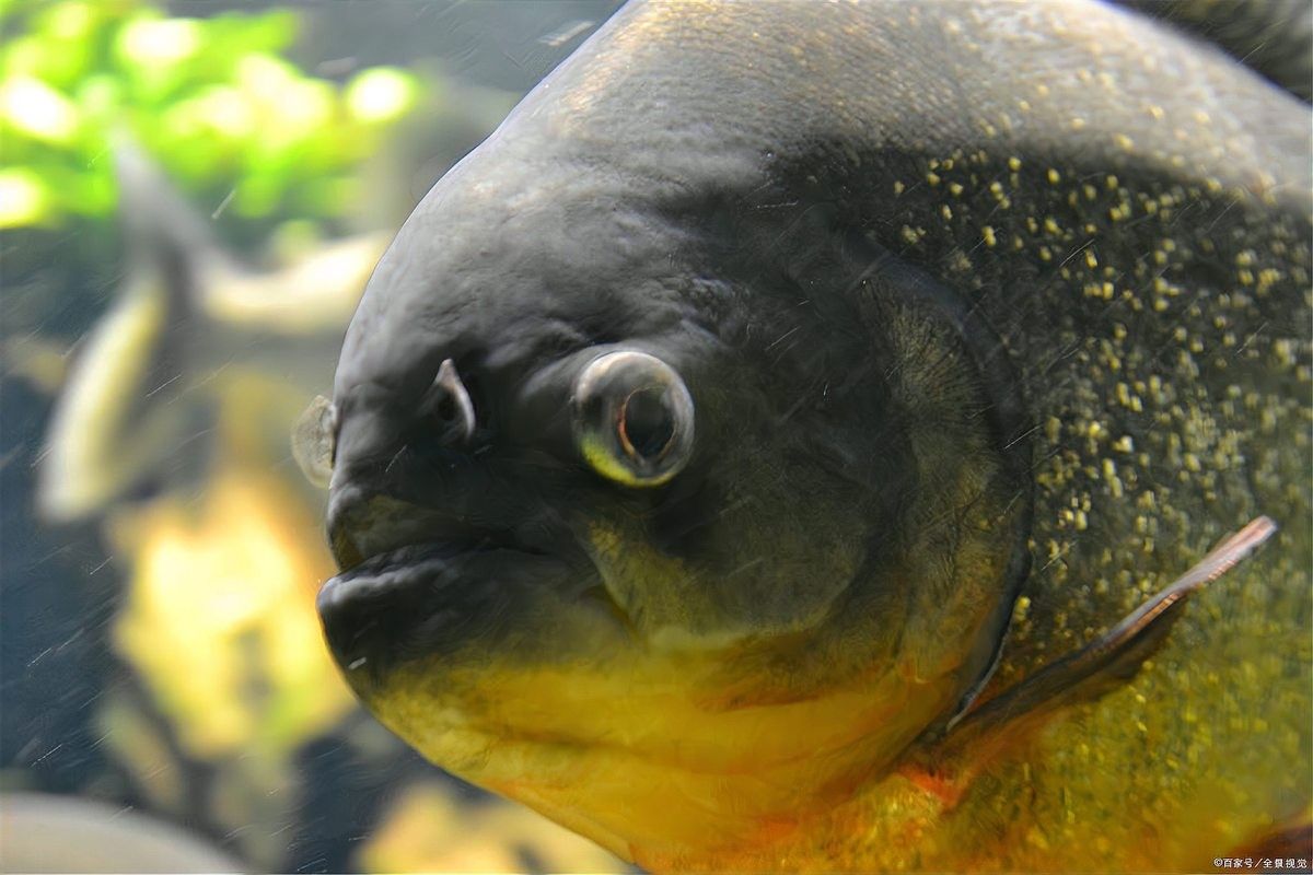 如何判斷龍魚鼻子損傷的嚴重程度（魚鼻子損傷的嚴重程度可以通過觀察其鼻孔周圍的變化來判斷）