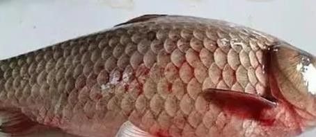 如何判斷金龍魚是否細菌感染（如何判斷金龍魚是否感染細菌）
