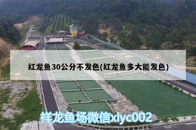 紅龍魚30公分不發色(紅龍魚多大能發色)（\