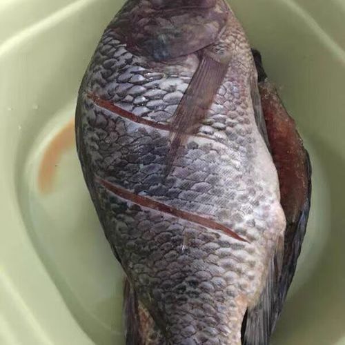 非洲黑龍魚的市場需求如何（非洲黑龍魚的市場需求受到以下幾個因素影響非洲黑龍魚市場需求）