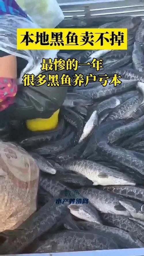 非洲黑龍魚的市場需求如何（非洲黑龍魚的市場需求受到以下幾個因素影響非洲黑龍魚市場需求）