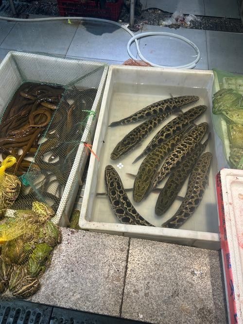 非洲黑龍魚的市場需求如何（非洲黑龍魚的市場需求受到以下幾個因素影響非洲黑龍魚市場需求）