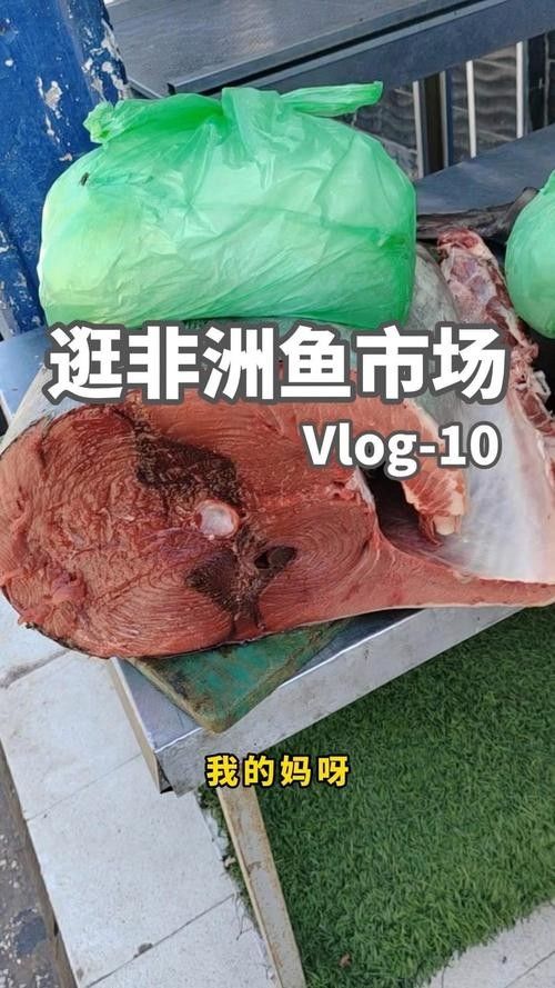 非洲黑龍魚的市場需求如何（非洲黑龍魚的市場需求受到以下幾個因素影響非洲黑龍魚市場需求）