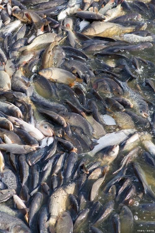 非洲黑龍魚的市場需求如何（非洲黑龍魚的市場需求受到以下幾個因素影響非洲黑龍魚市場需求）