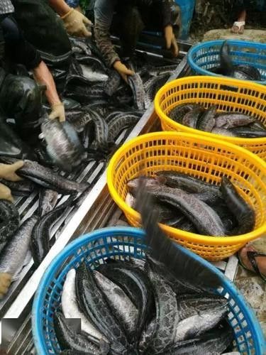 非洲黑龍魚的市場需求如何（非洲黑龍魚的市場需求受到以下幾個因素影響非洲黑龍魚市場需求）