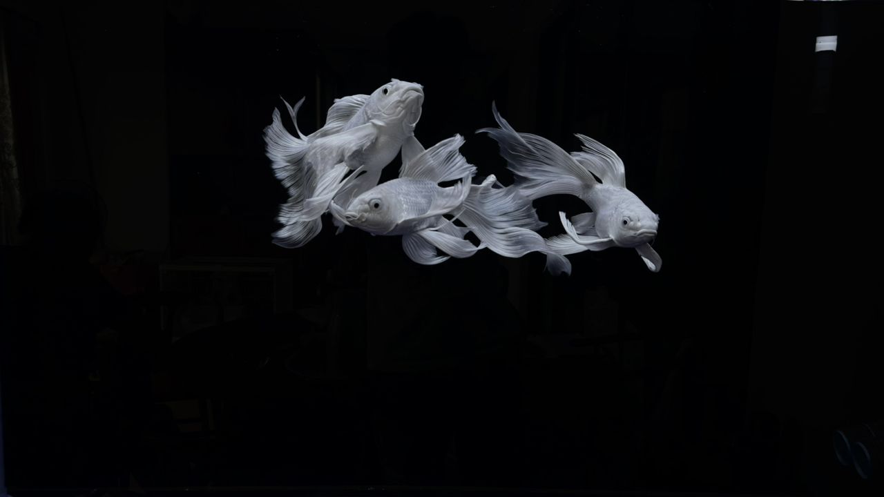 蝴蝶鯉求指導(dǎo)（蝴蝶鯉的保護(hù)）