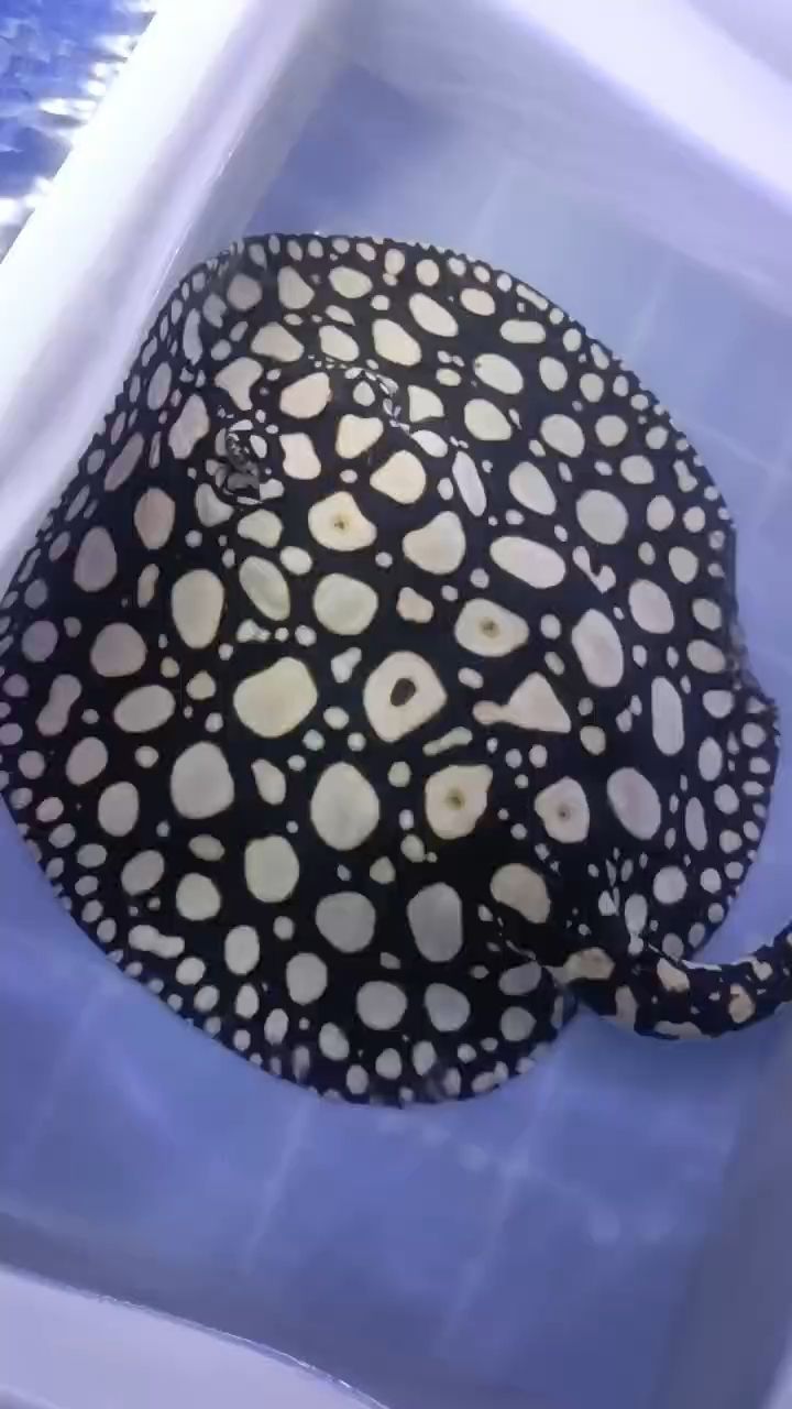 早安（“早安，世界，在清晨的第一縷陽光中，我們迎來了新的一天）