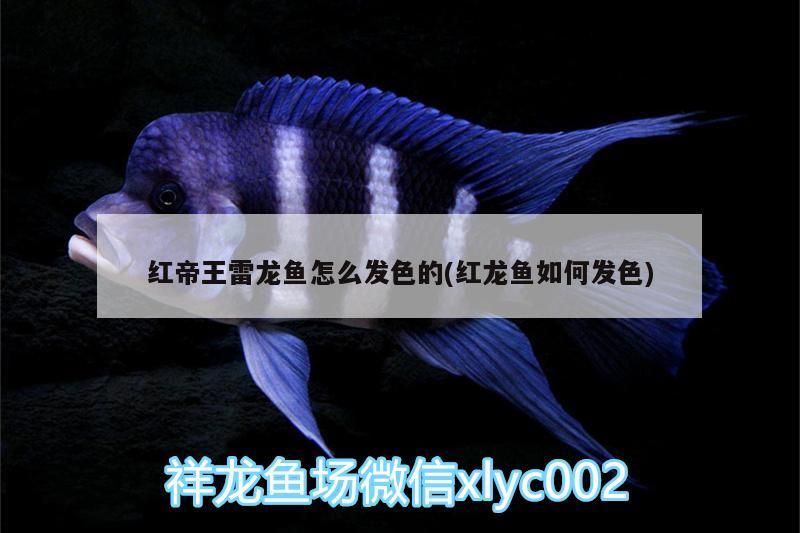 紅帝王雷龍魚怎么發色的(紅龍魚如何發色)（紅帝王雷龍魚怎么發色）