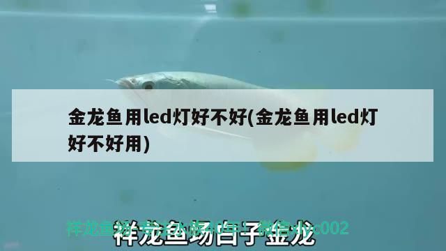 金龍魚用led燈好不好(金龍魚用led燈好不好用)（金龍魚用led燈好不好）