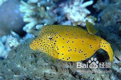 慶大霉素治療龍魚水霉，使用慶大霉素治療水霉時，需要按照什么劑量和方法給藥？