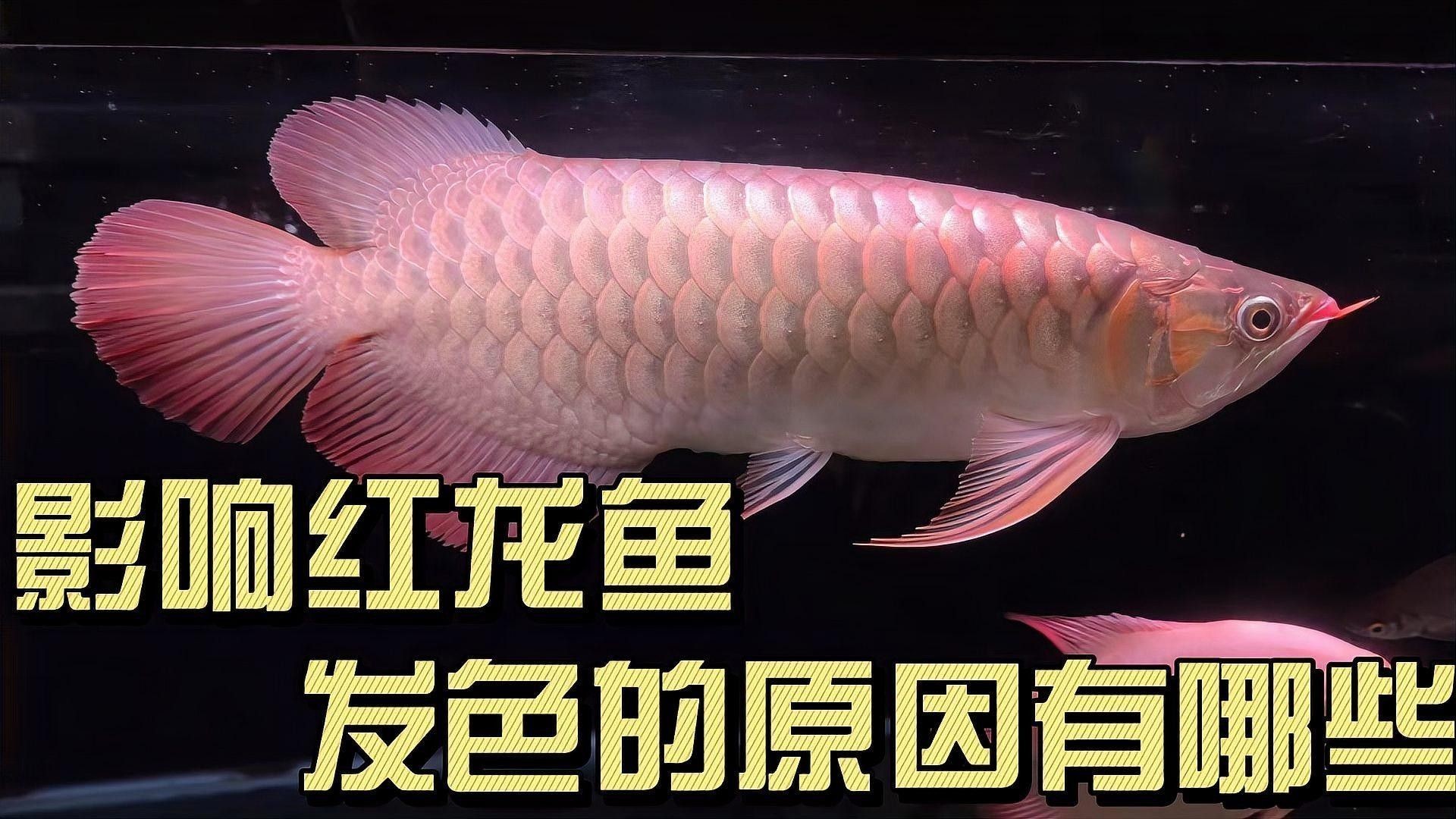 紅龍魚幼魚多久發色（紅龍魚幼魚發色過程）