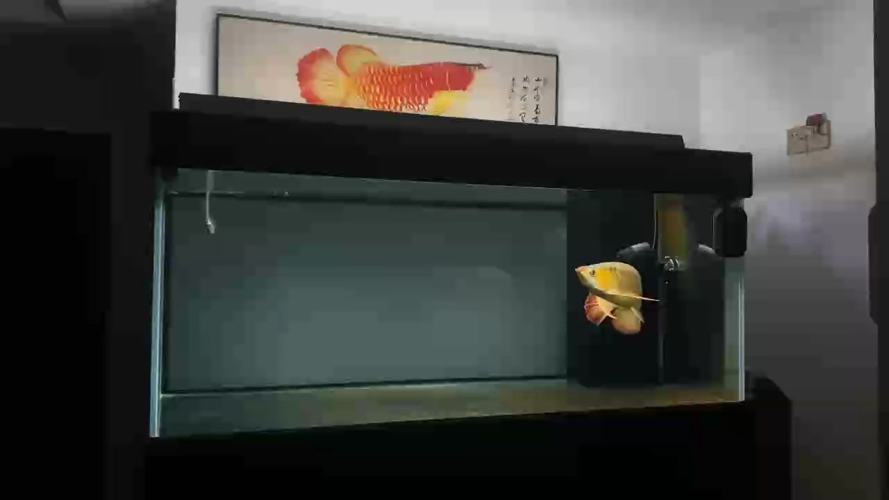 深夜賞魚（夜間觀賞魚類的行為和生態(tài)）