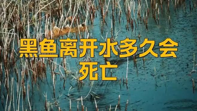 黑魚不喂能活多久？（黑魚不喂能活多久）