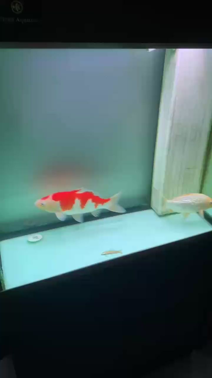 祝大家中秋快樂??（中秋快樂，山玉成碎）