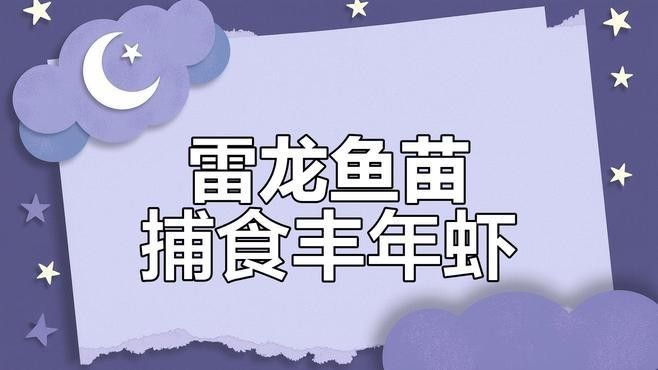 彩虹雷龍魚苗吃什么？（彩虹雷龍魚苗正確的喂養(yǎng)方式）