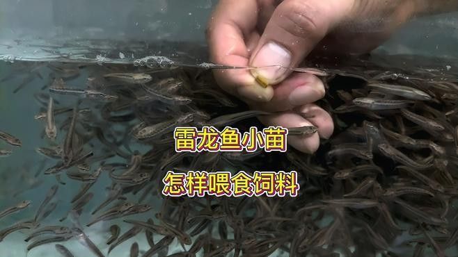 彩虹雷龍魚苗吃什么？（彩虹雷龍魚苗正確的喂養方式）