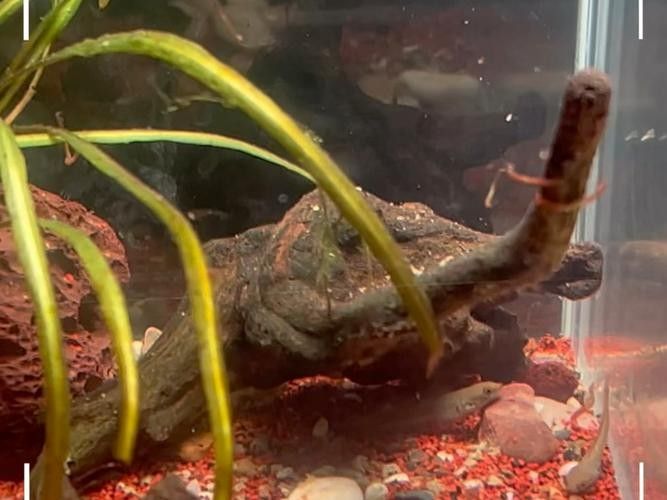 彩虹雷龍魚苗吃什么？（彩虹雷龍魚苗正確的喂養方式）