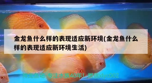 金龍魚什么樣的表現適應新環境(金龍魚什么樣的表現適應新環境生活)（金龍魚什么樣的表現適應新環境生活對應的相關信息）