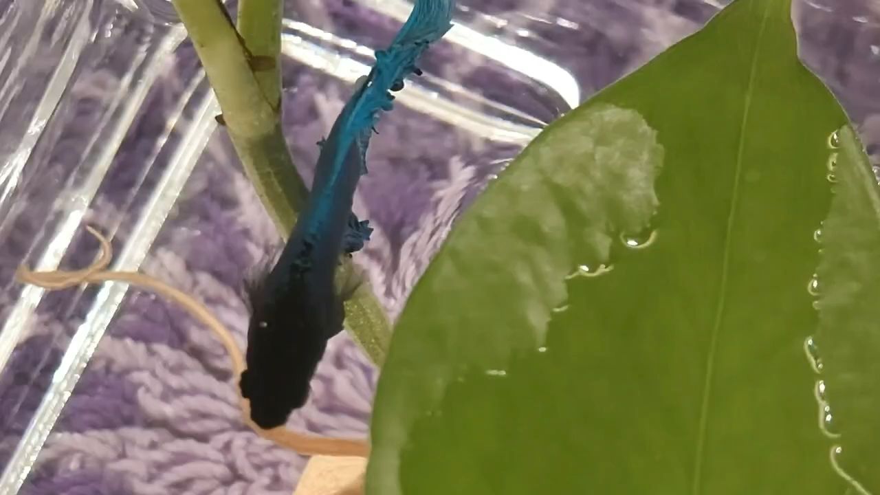 玩一條小斗魚（如何飼養小斗魚）