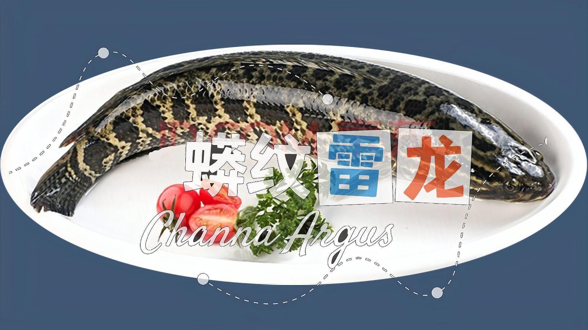 有哪些品種的雷龍魚？（蛇年說\