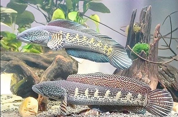 有哪些品種的雷龍魚？（蛇年說\