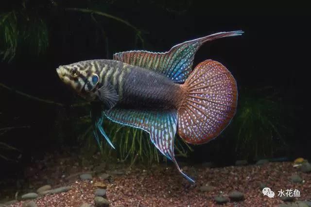 有哪些品種的雷龍魚？（蛇年說\