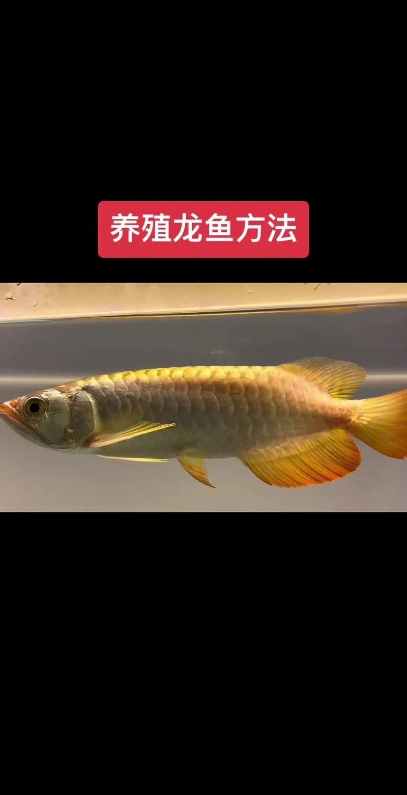 龍魚飼養(yǎng)注意事項(xiàng)（20-30公分龍魚的飼養(yǎng)技巧與注意事項(xiàng)）
