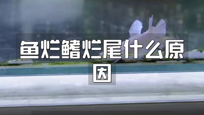 如何預(yù)防龍魚鰭爛？（如何預(yù)防龍魚爛鰭）