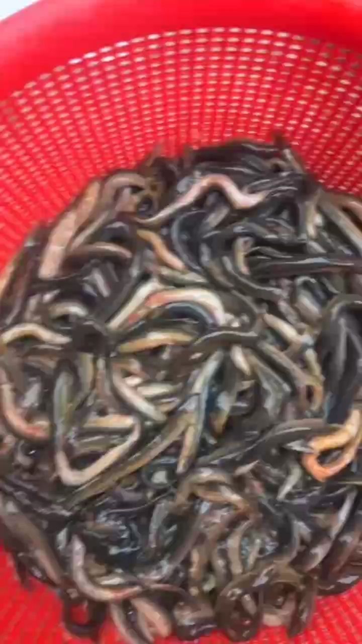 養(yǎng)魚不能馬虎（養(yǎng)魚需要細(xì)心和耐心的愛好，不僅能為家庭帶來樂趣，還能凈化空氣）