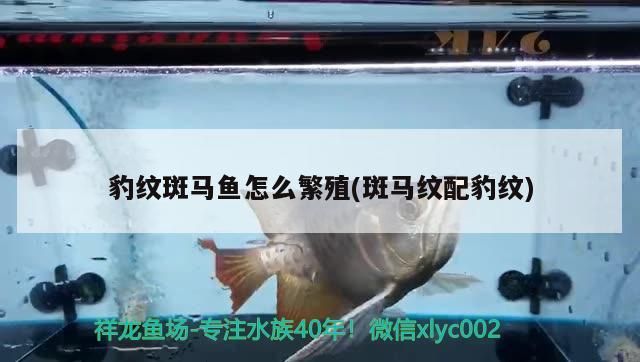 豹紋斑馬魚怎么繁殖(斑馬紋配豹紋)（豹紋斑馬魚怎么繁殖豹紋斑馬魚繁殖豹紋斑馬魚的繁殖方法）