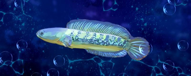 鬼王雷龍魚水溫多少合適（夏天養殖鬼王雷龍魚的注意事項）
