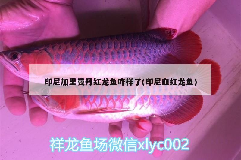 印尼加里曼丹紅龍魚咋樣了(印尼血紅龍魚)（印尼加里曼丹紅龍魚咋樣了）