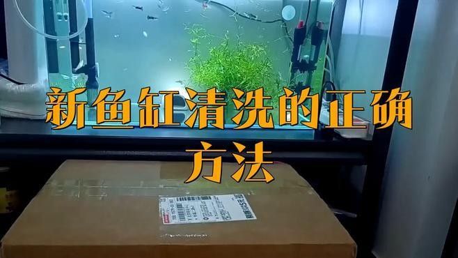 清洗魚缸時需要注意哪些事項（天山可可，如何正確清洗魚缸）