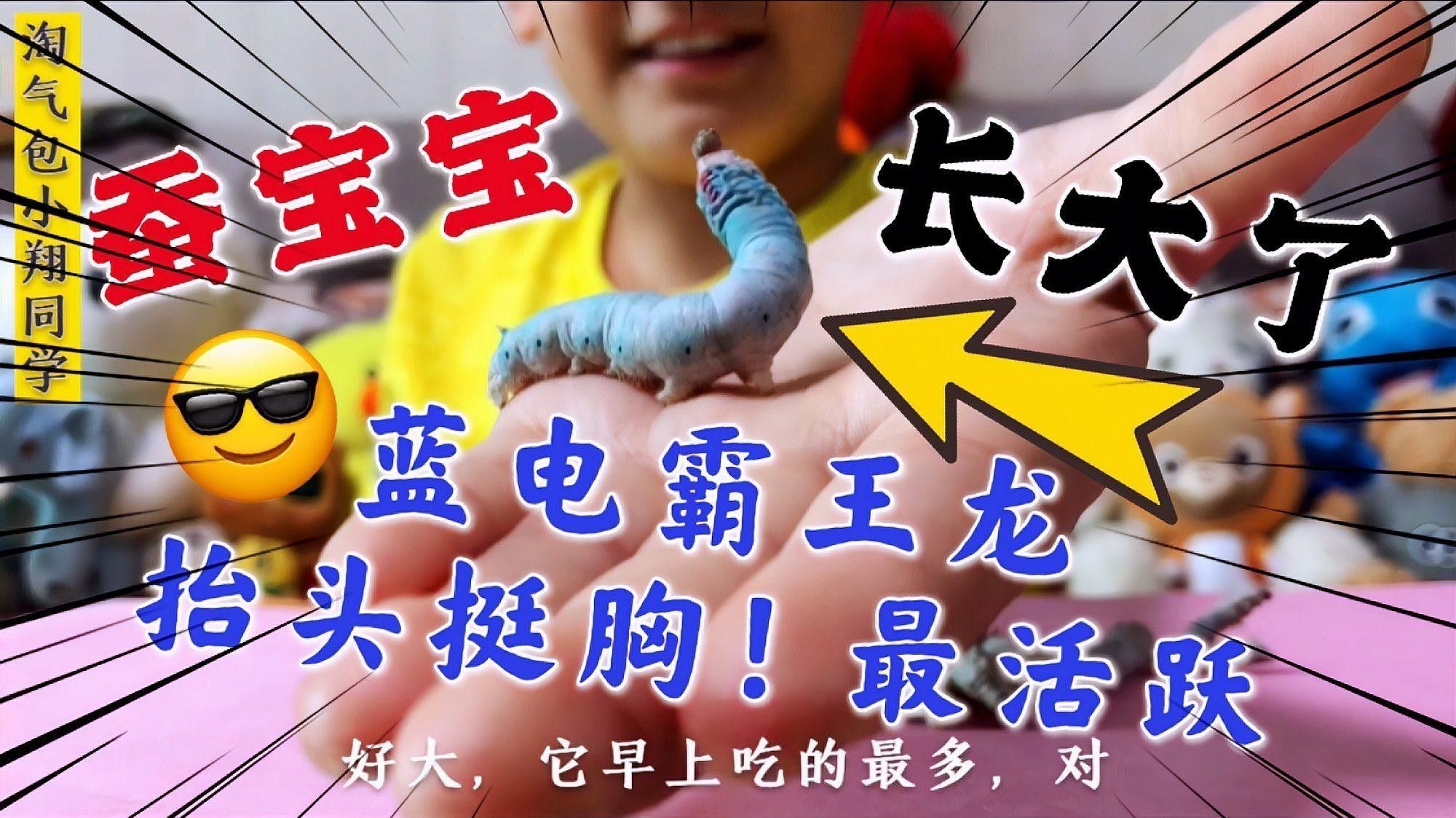 如何優(yōu)化藍(lán)雷龍魚的飼養(yǎng)環(huán)境